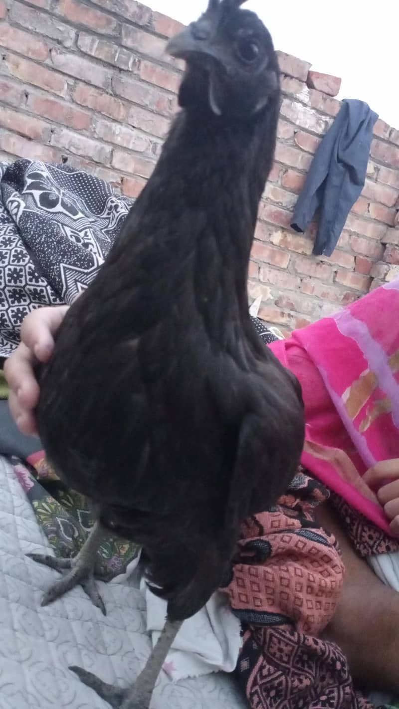 black 0
