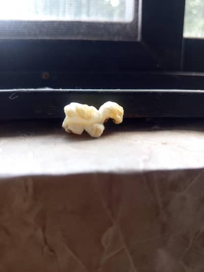 rare popcorn piece in a dinosaur shape