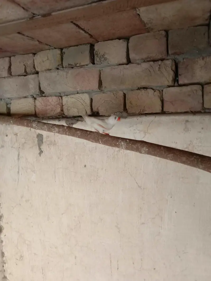 zebra finches — photo 2