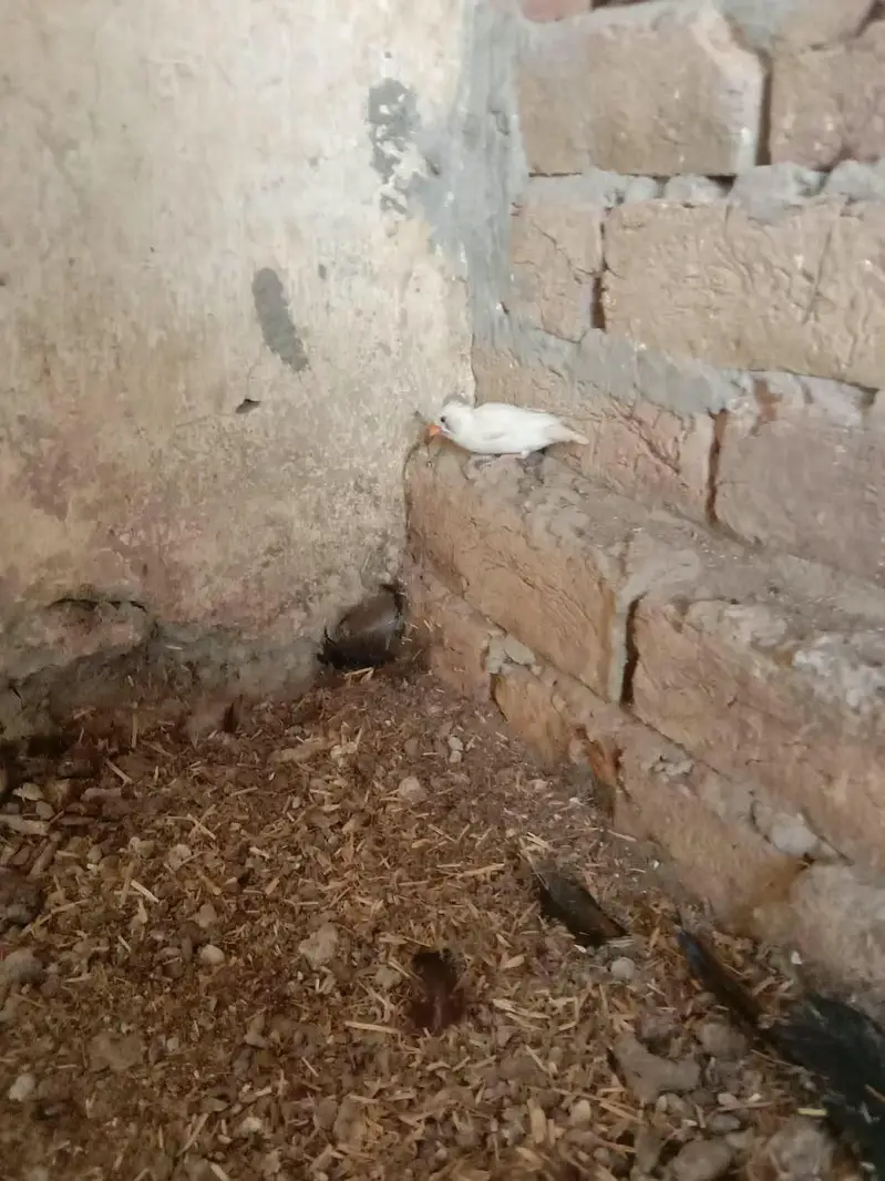 zebra finches — photo 4