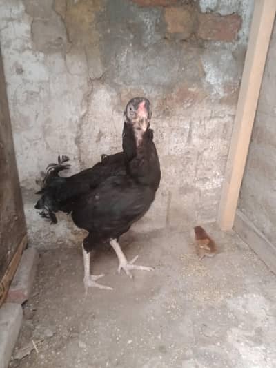 hen 4 sale