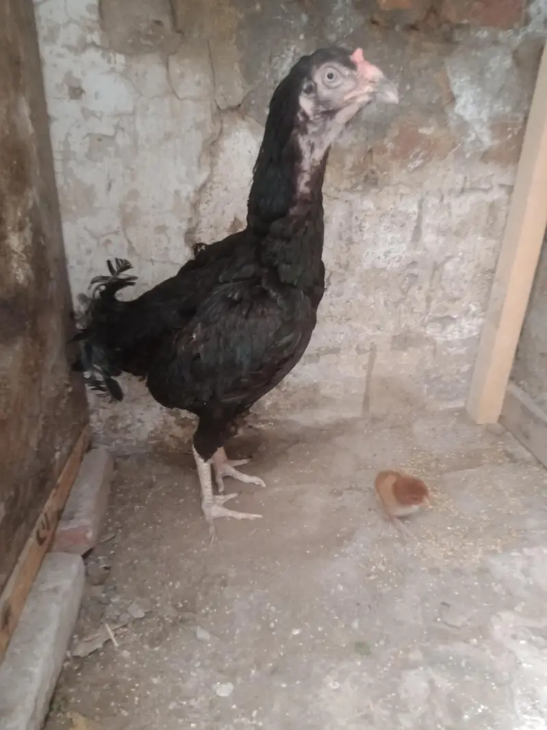 hen 4 sale — photo 2