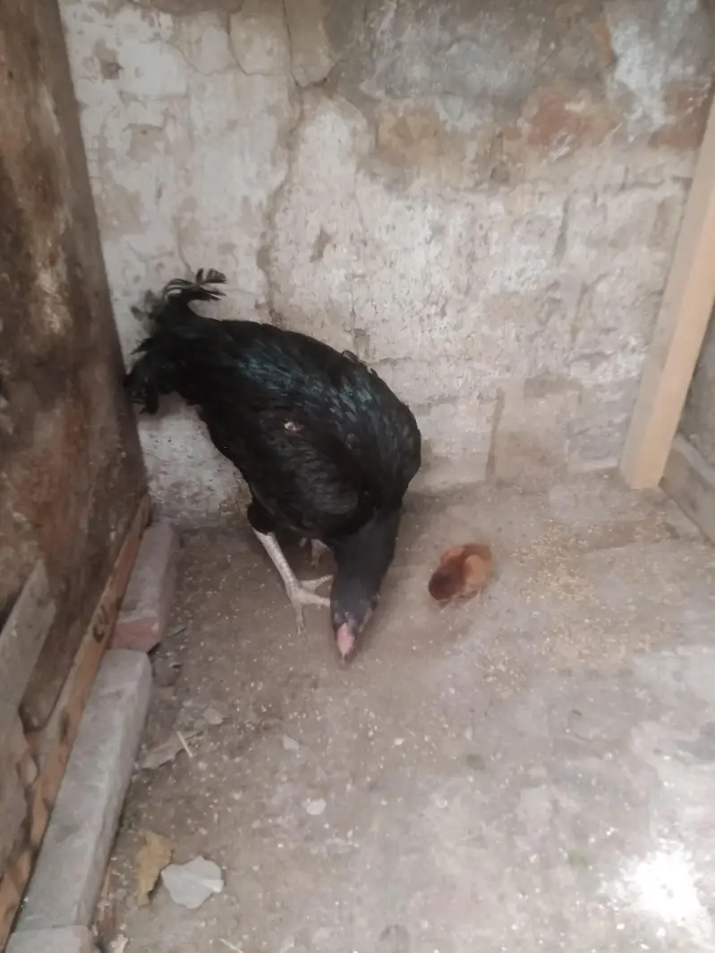 hen 4 sale — photo 3