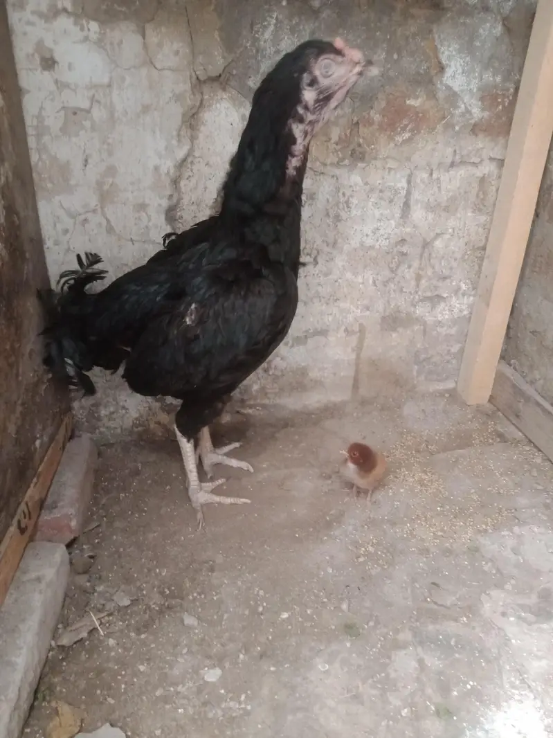 hen 4 sale — photo 4