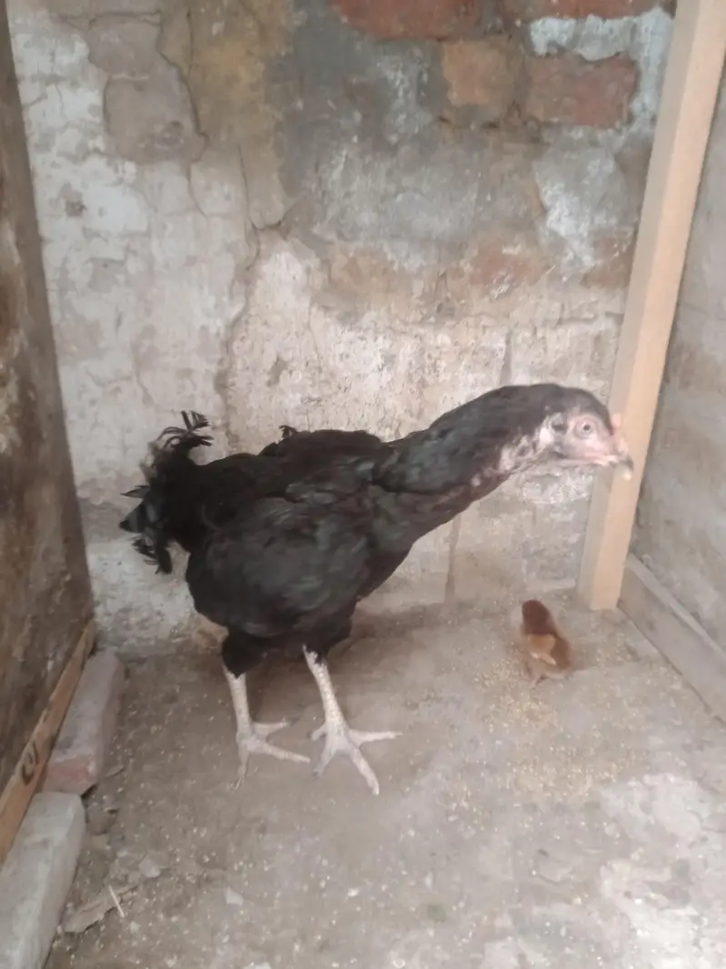 hen 4 sale — photo 5