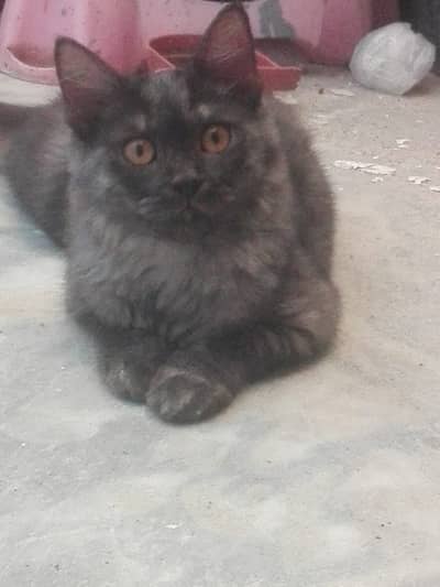 "MAINE COON KITTEN"