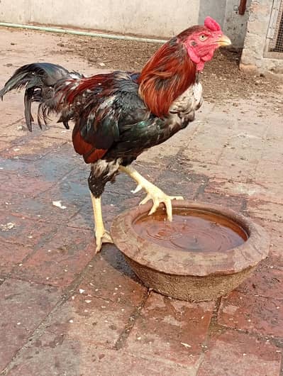 Aseel murgah for Sale