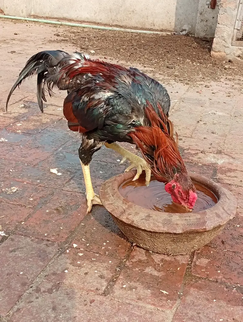 Aseel murgah for Sale — photo 2