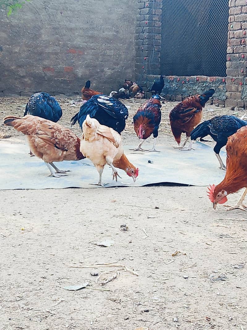 انڈے دے رھی ہیں 1