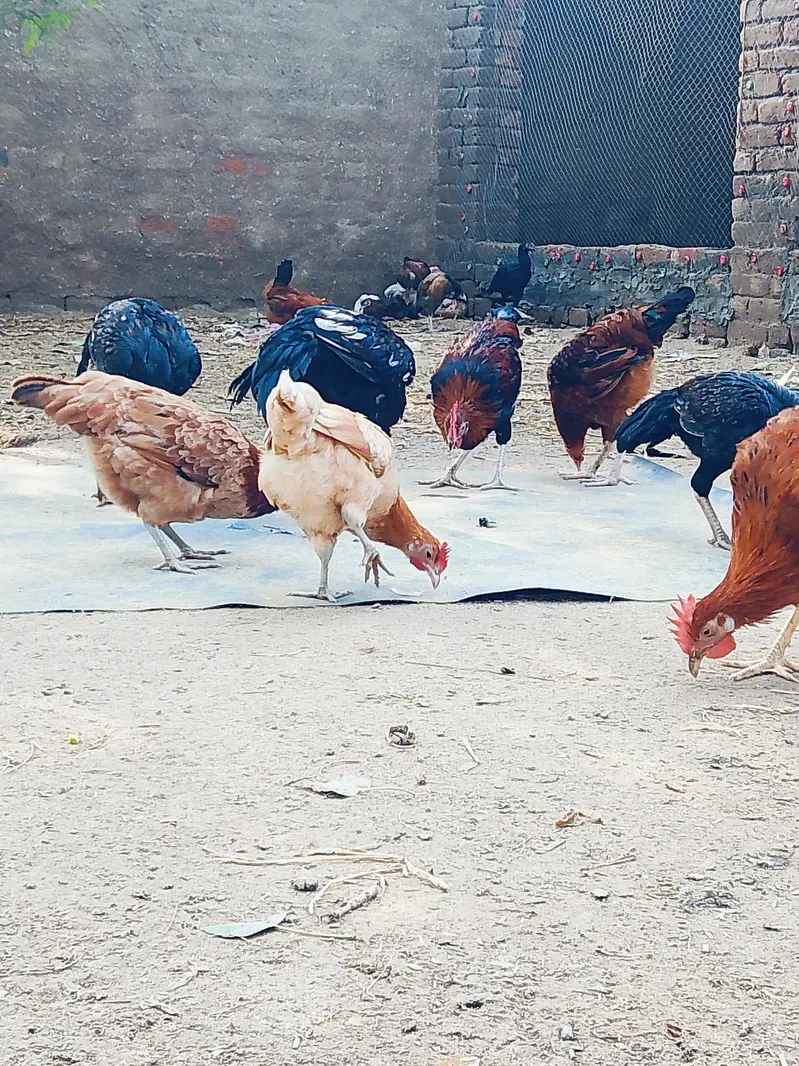 انڈے دے رھی ہیں — photo 2