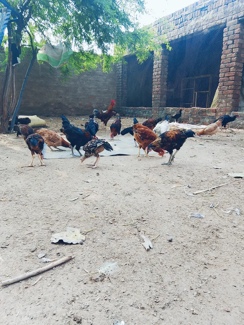انڈے دے رھی ہیں — photo 3