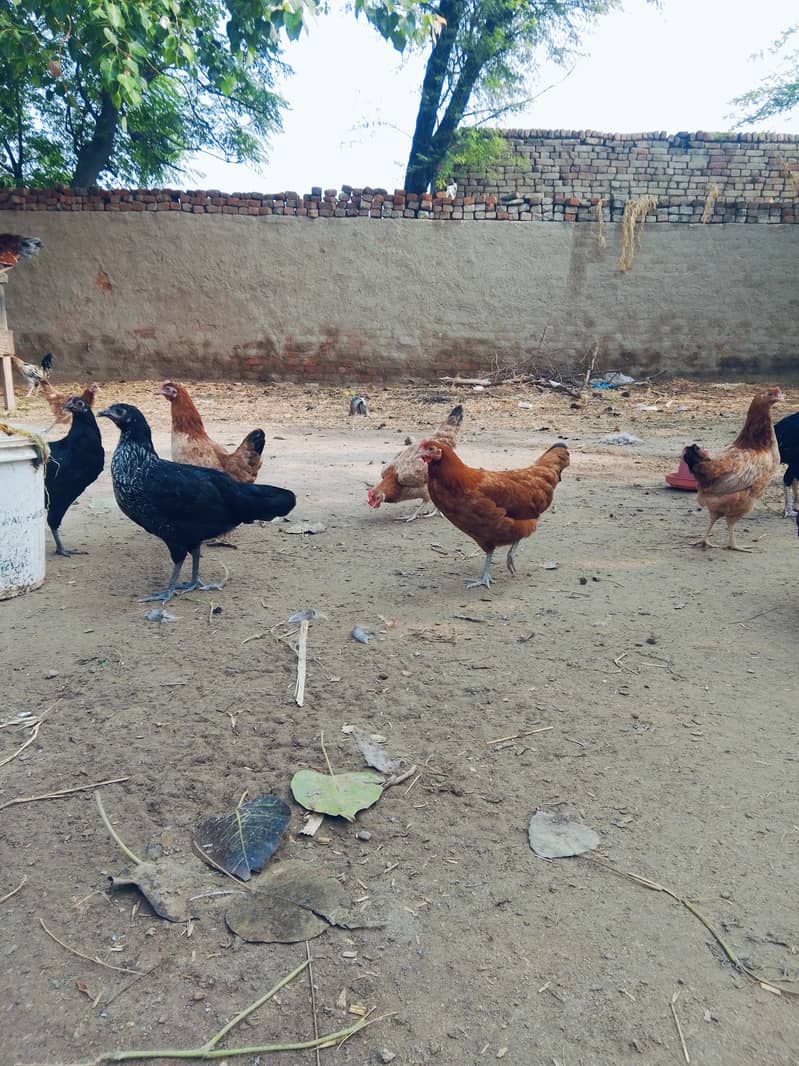 انڈے دے رھی ہیں 3
