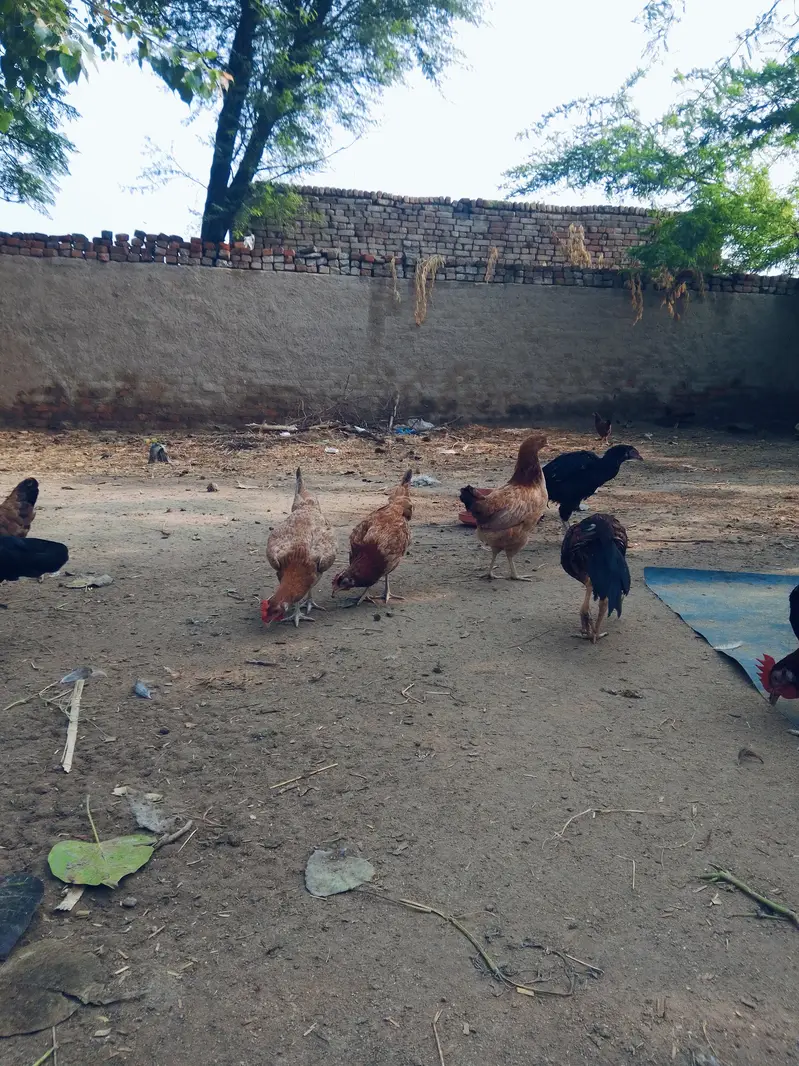 انڈے دے رھی ہیں — photo 5
