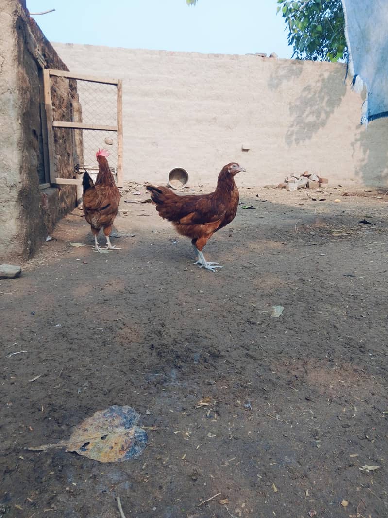 انڈے دے رھی ہیں 5