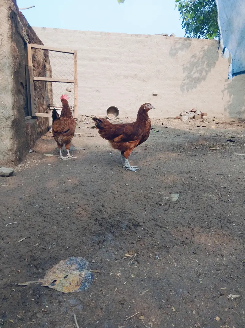 انڈے دے رھی ہیں — photo 6