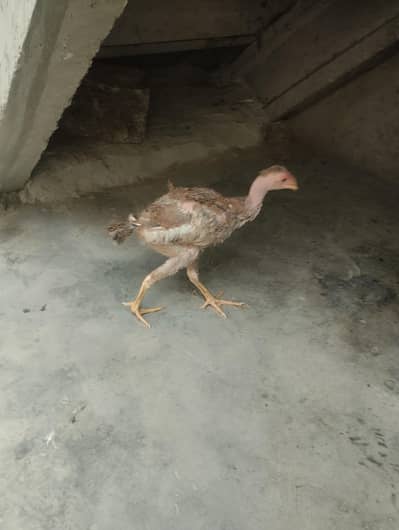 aseel chusa
