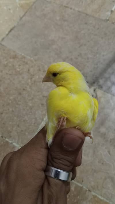 singing canary
