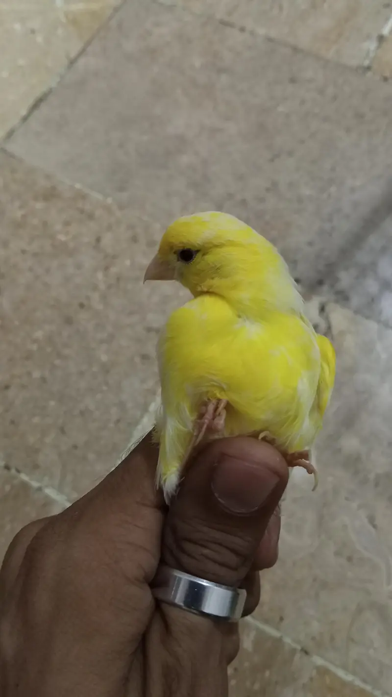 singing canary