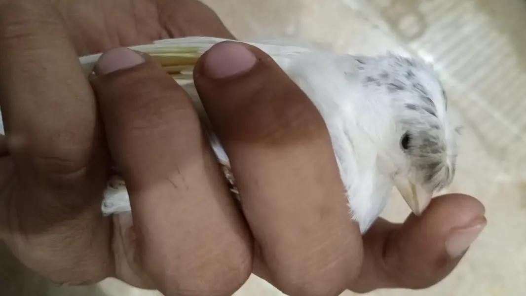 singing canary — photo 2