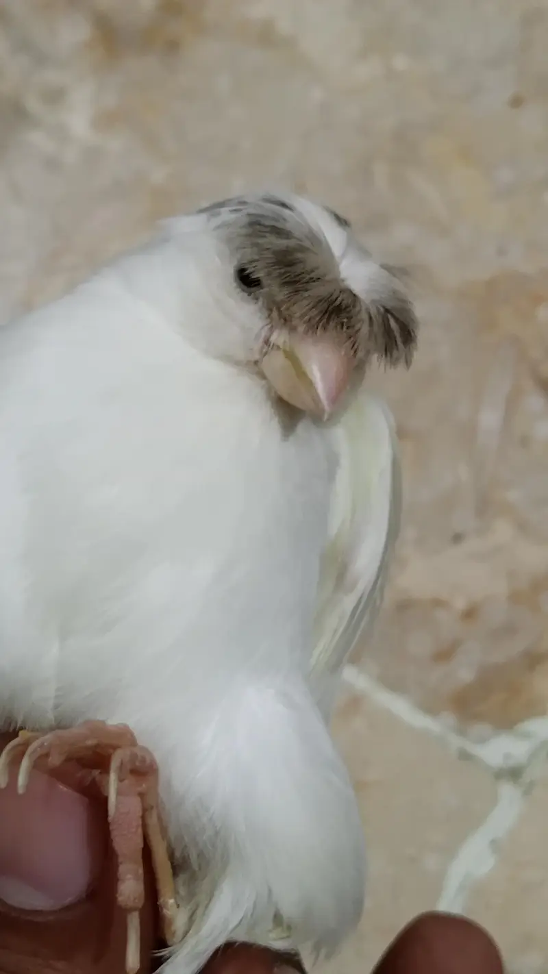 singing canary — photo 3