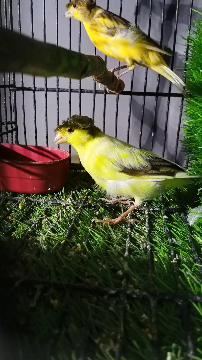 singing canary — photo 4