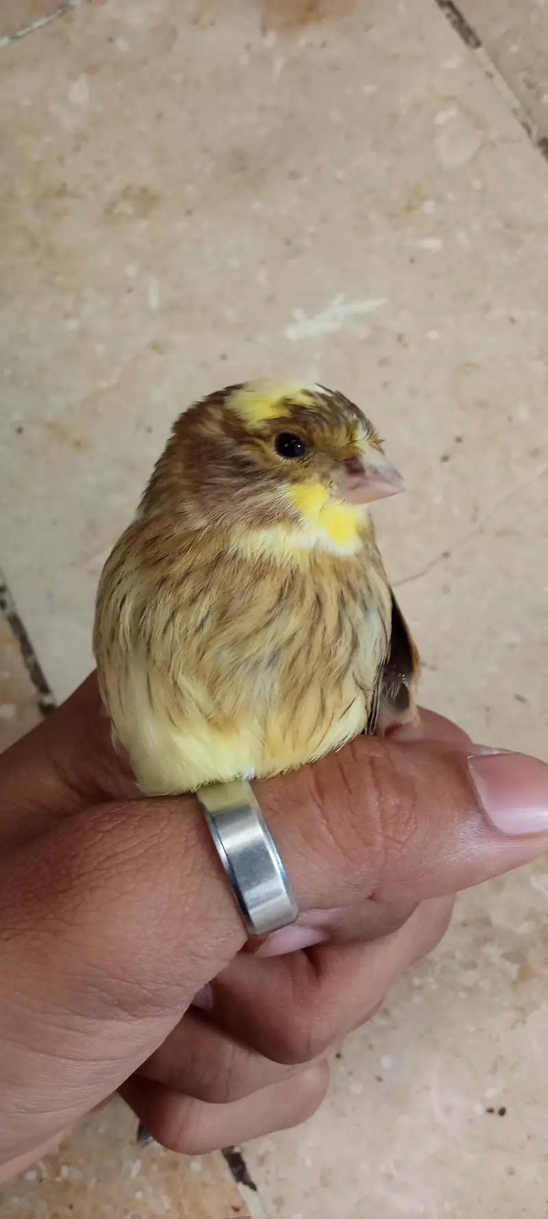 singing canary — photo 5