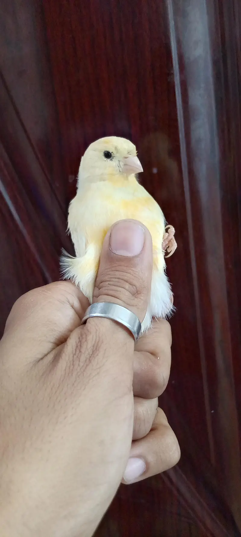 singing canary — photo 6