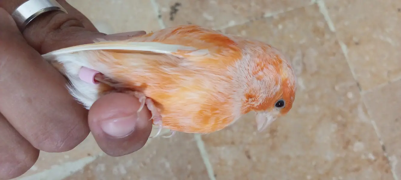singing canary — photo 7