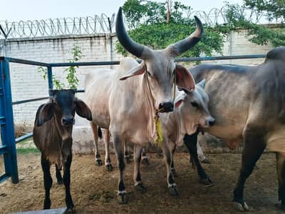 PURE KANKREJ COW FOR SALE