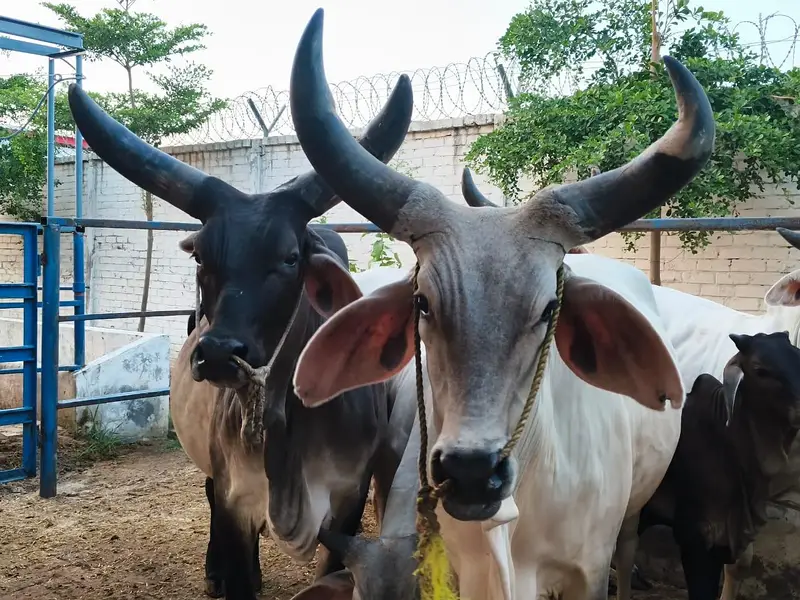 PURE KANKREJ COW FOR SALE — photo 2