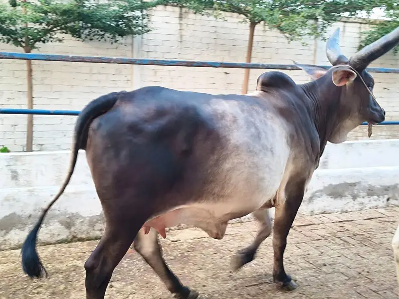 PURE KANKREJ COW FOR SALE — photo 3