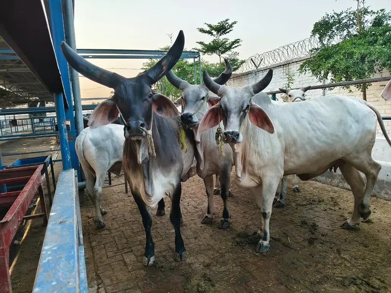 PURE KANKREJ COW FOR SALE — photo 4