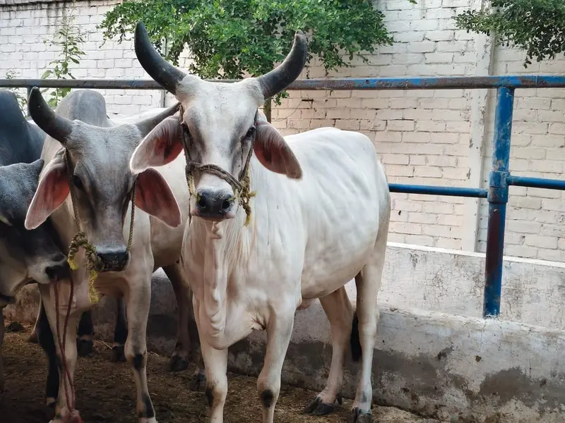 PURE KANKREJ COW FOR SALE — photo 5