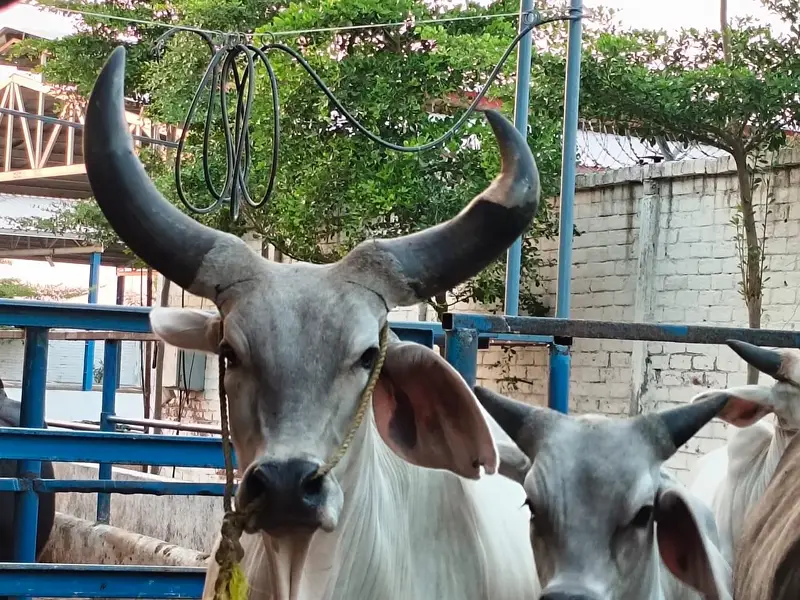 PURE KANKREJ COW FOR SALE — photo 6