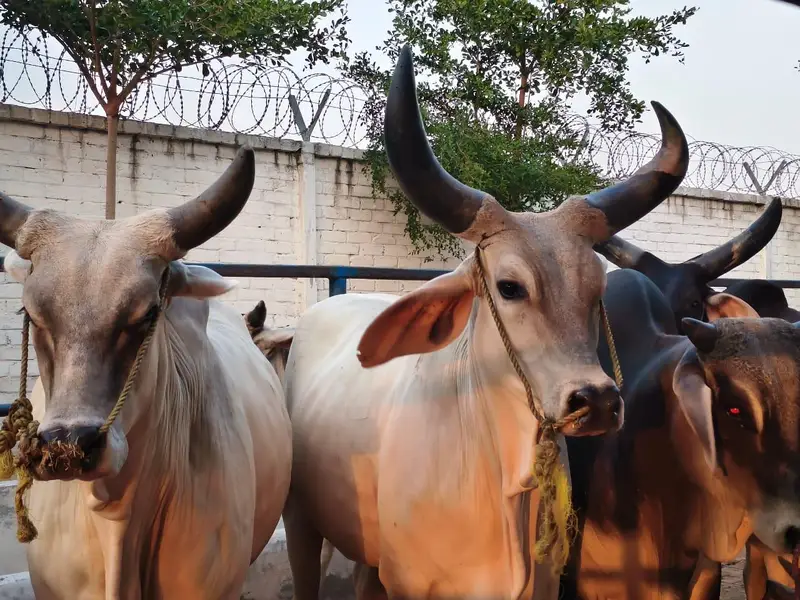 PURE KANKREJ COW FOR SALE — photo 7