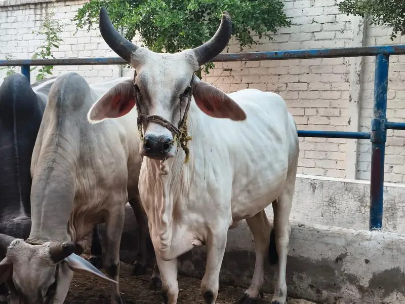 PURE KANKREJ COW FOR SALE — photo 8