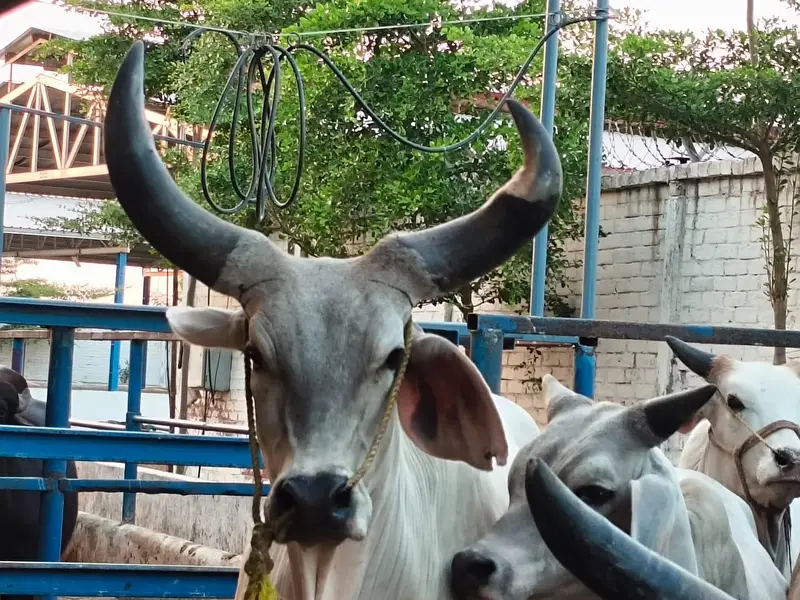 PURE KANKREJ COW FOR SALE — photo 9
