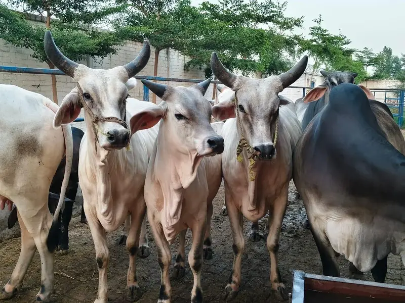 PURE KANKREJ COW FOR SALE — photo 10