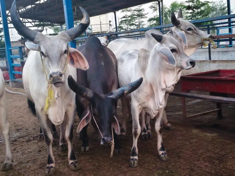 PURE KANKREJ COW FOR SALE — photo 11