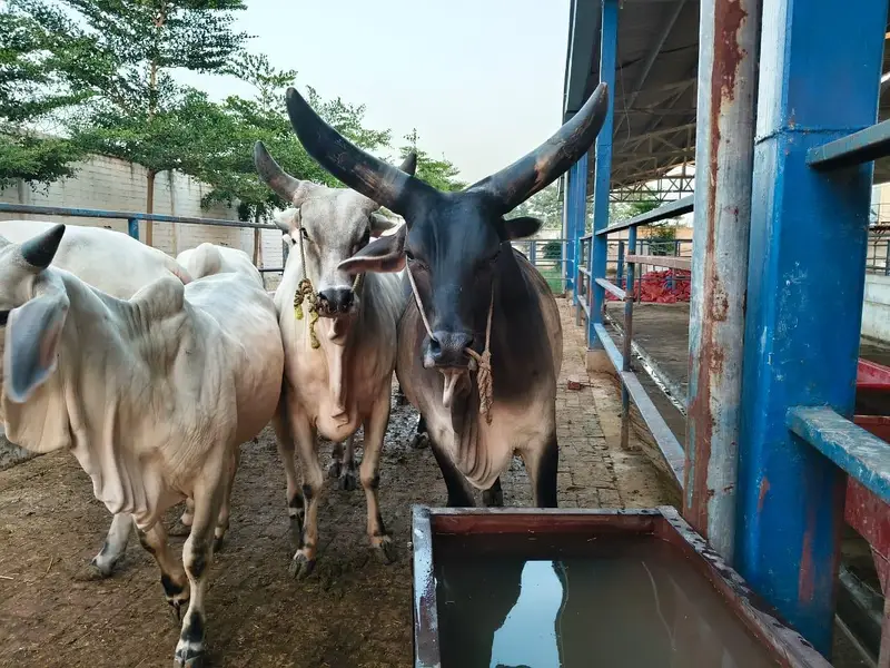 PURE KANKREJ COW FOR SALE — photo 12