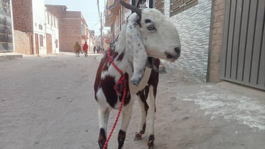 bakri (goat) for sale