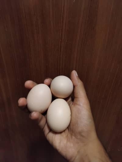 Aseel Thai And Pakoy Eggs Available (Limited Time Offer)