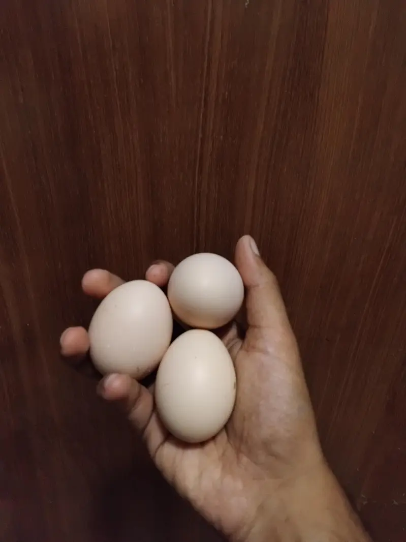 Aseel Thai And Pakoy Eggs Available (Limited Time Offer)