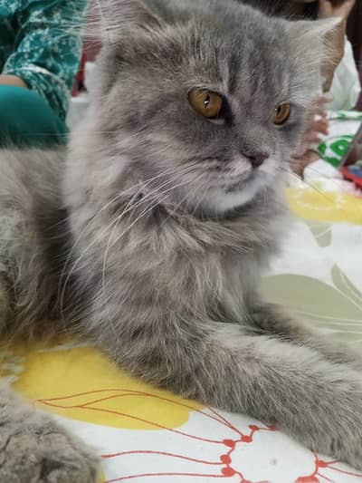 Cat For Sale