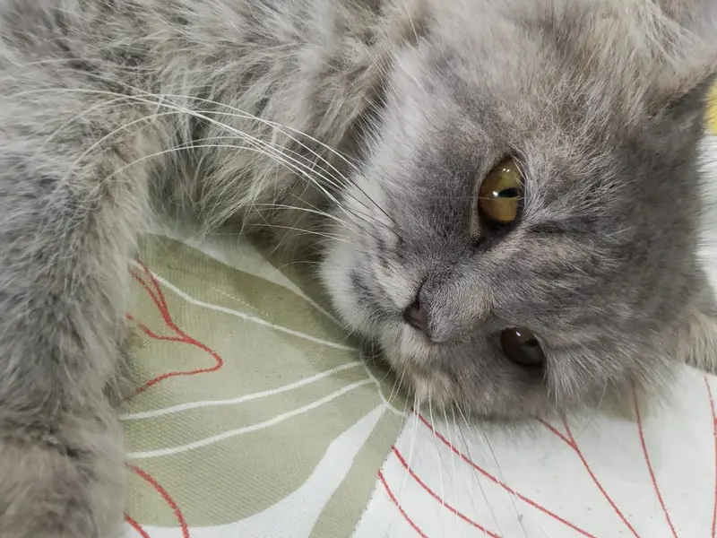 Cat For Sale — photo 2