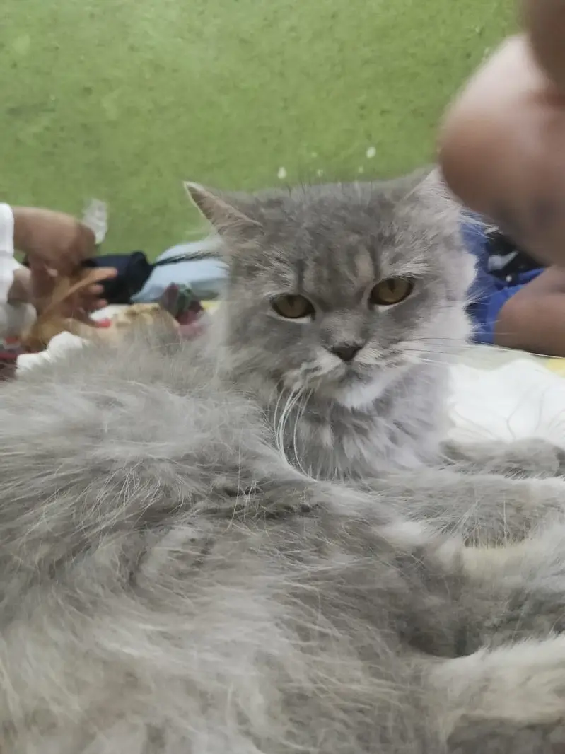 Cat For Sale — photo 3
