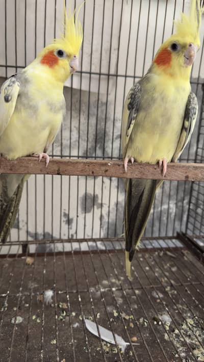 cocktail breeder pair