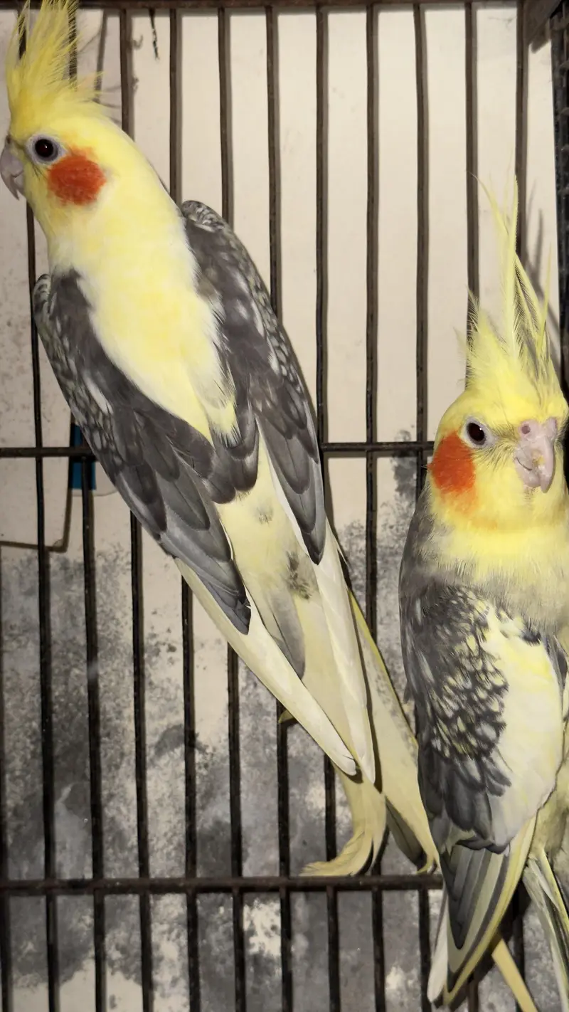 cocktail breeder pair — photo 2