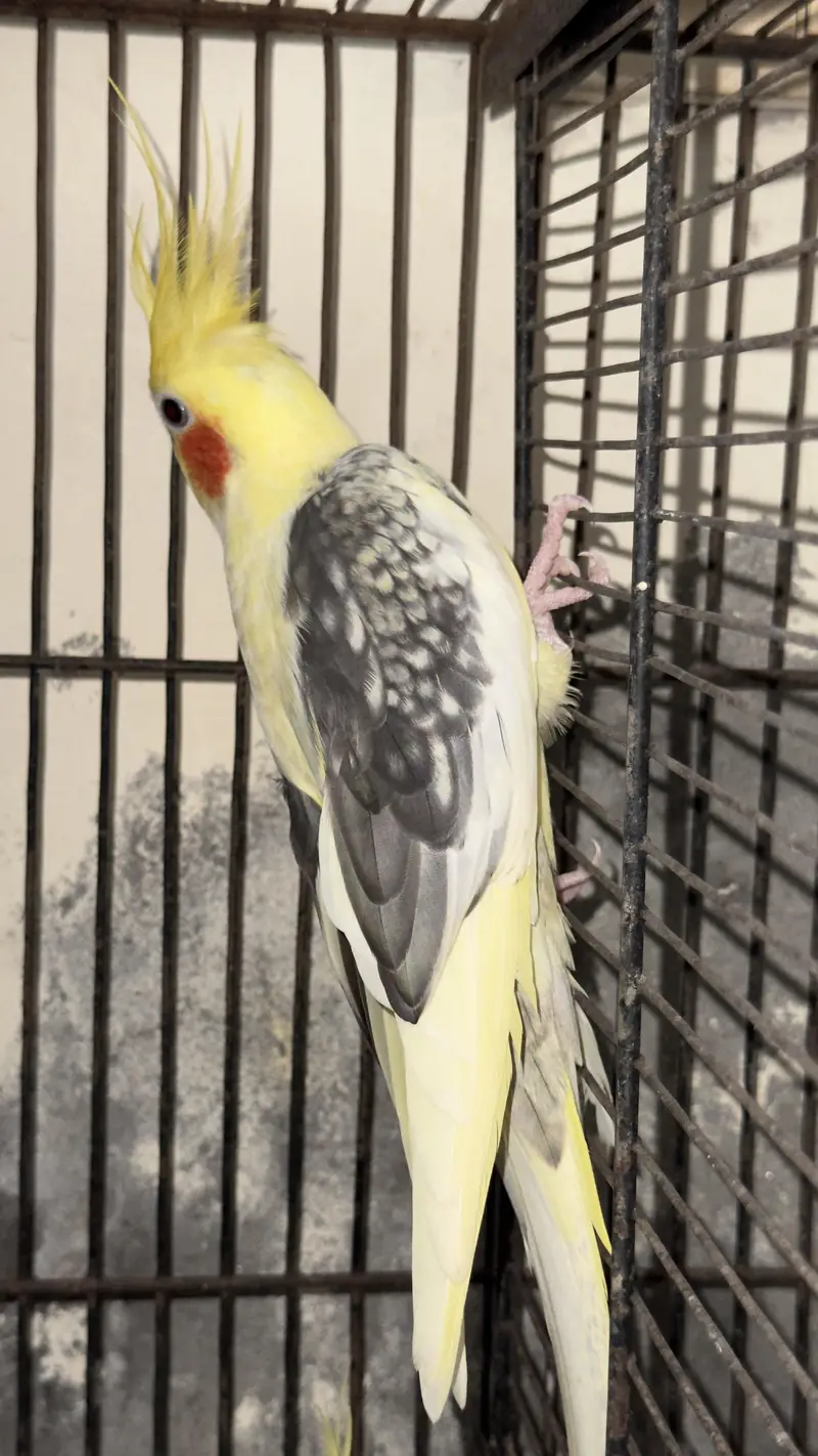 cocktail breeder pair — photo 3