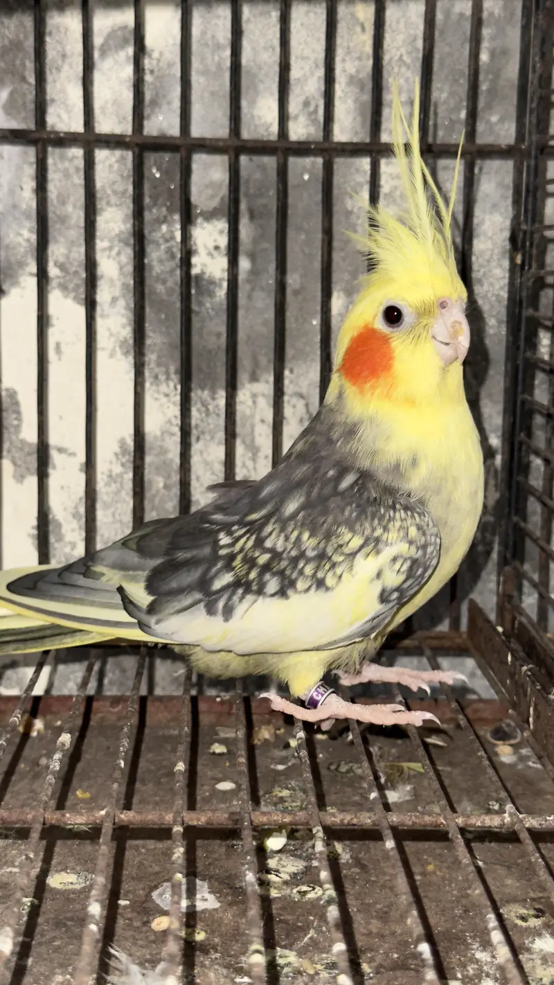 cocktail breeder pair — photo 4
